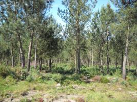 15M19_10 TS en monte Gato (2)
