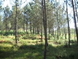 15M19_10 TS en rodales 10,11 y 12 en Monte Gato