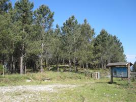 Aproveitamento silvopastoril (3)