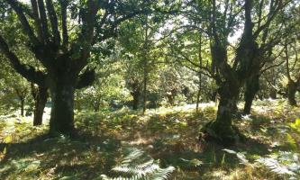 Carballo Quercus robur (2)