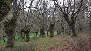 Carballo Quercus robur (3)