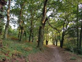 Carballo Quercus robur (5)