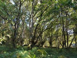 Carballo Quercus robur (6)