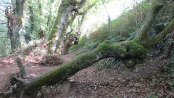 Madeira mrta