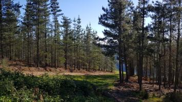 Masa piñeiro Pinus (2)