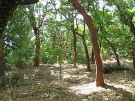 Masa sobreira Quercus suber