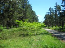 Monte Castelo (1)