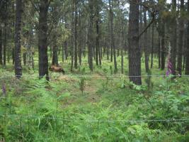 Monte Castelo Culleredo (3)