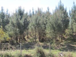 Monte Galiñeiro_Caldeirón_Morgadáns_24_04_2013 (5)