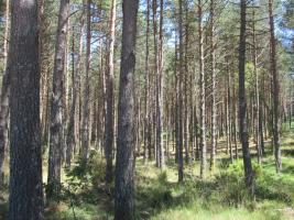 Monte Grande II Bande. Pinus sylvestris (1)