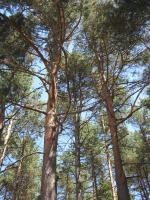 Monte Grande II Bande. Pinus sylvestris (3)