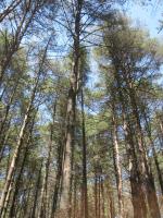 Monte Grande II Bande. Pinus sylvestris (2)