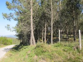 Monte Mouriscados_Mondariz_24_04_2013. (10)