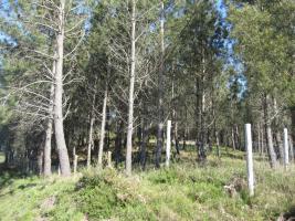 Monte Mouriscados_Mondariz_24_04_2013. (11)
