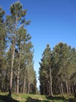 Monte Mouriscados_Mondariz_24_04_2013. (9)