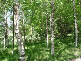 Monte betula