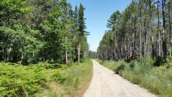 Pista forestal (1)