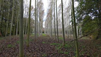 Plantacion Populus choupo (2)