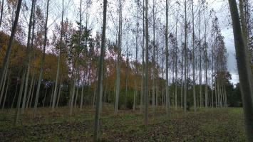 Plantacion Populus choupo